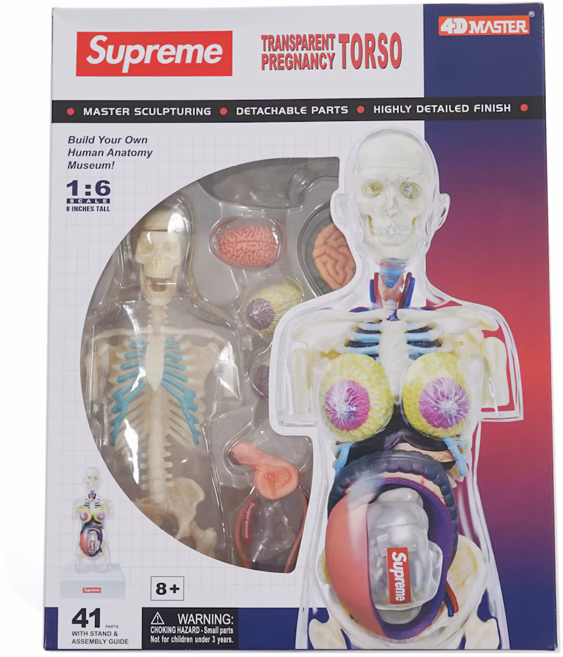Supreme Female Anatomy Model Clear